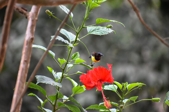 Close-up view of a yellow-bellied or olive-backed sunbird has been collecting nectar from a red flower in nature.