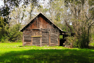 Obraz premium An old wooden barn with weathered boards sits in a green field surrounded by tall trees and vines sunlight creates a peaceful rustic scene in the quiet countryside