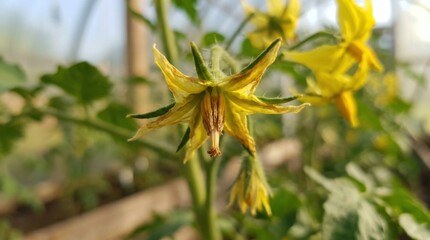 Fototapeta premium Close-up of a vibrant yellow tomato flower in bloom.