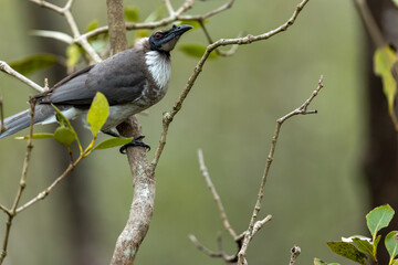 Obraz premium Perched Noisy Friarbird on Tree Branch in Bushland Environment