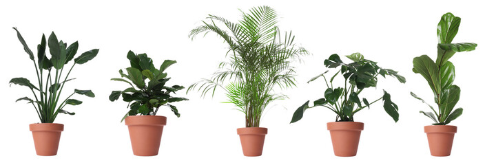 Naklejka premium Different house plants in pots isolated on white, set