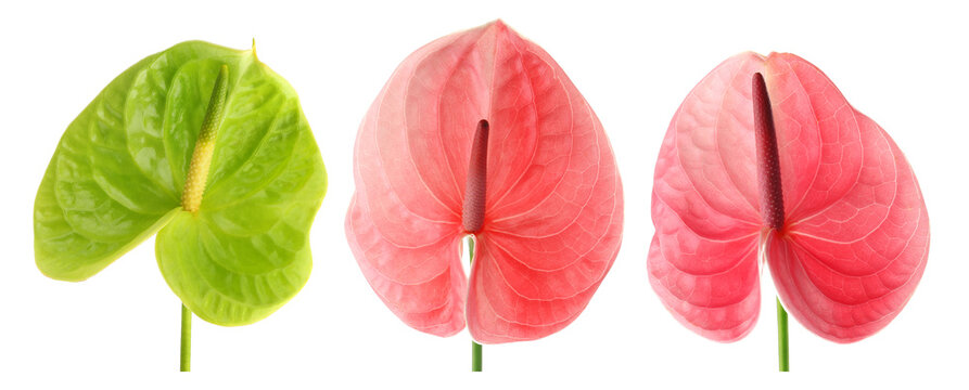 Beautiful anthurium flowers isolated on white, set