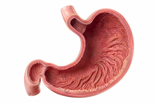 Cross section of human stomach showing internal gastric rugae anatomy