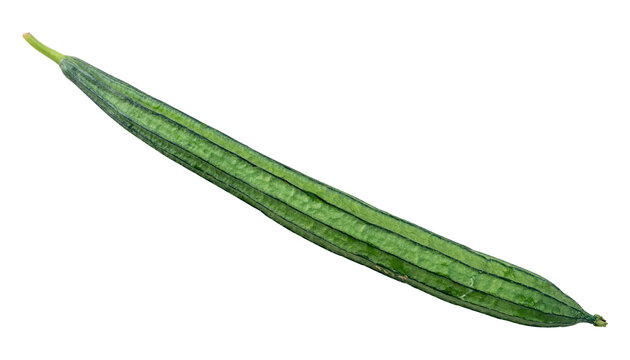 luffa acutangula isolated on white