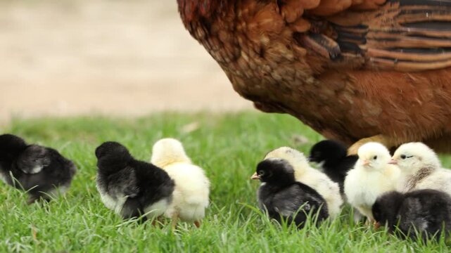 Red hen with her cute baby chicks on green grass