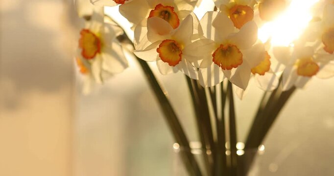 Beautiful daffodils in vase near window at sunset, closeup. Camera moving forward