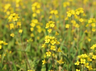 Obraz premium Field full of blooming wild radish flowers. Tiny yellow blossoms on green stems cover meadow on summer day. Nature beauty in rural landscape.
