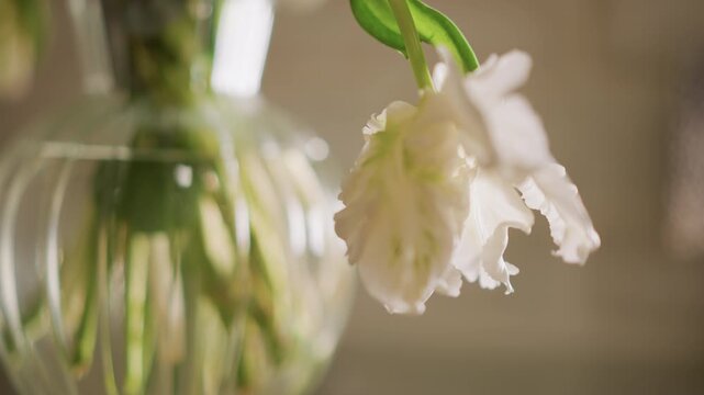 Wilting flower mirrored in water. Decay of flower and drooping tulip seen in glass container reflection. Withered blossom and drooping tulip are distinctly reflected within glass vase