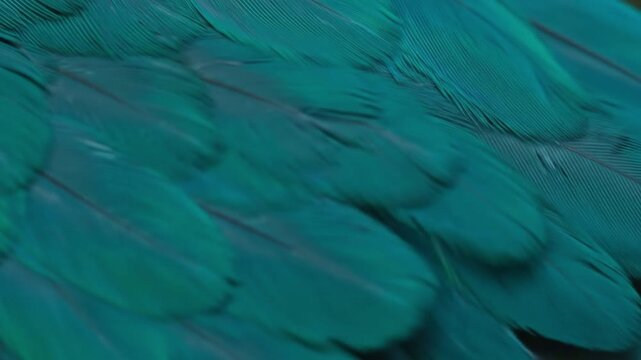 Closeup of layered tealgreen bird feathers