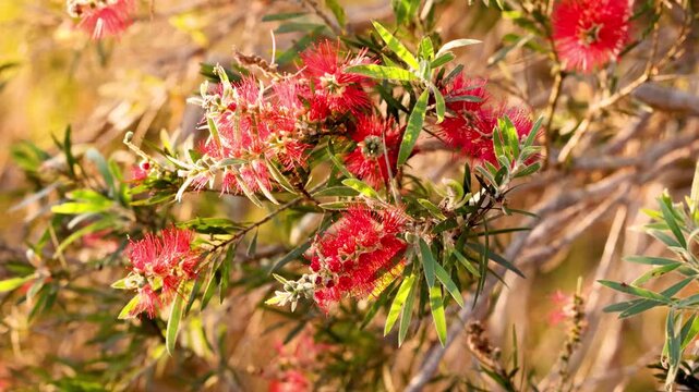 Red bottlebrush flowers swaying in gentle breeze during golden hour sunlight with blurred background.