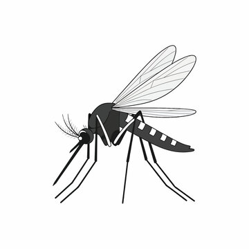 Detailed illustration of a mosquito insect 1.