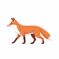 Obraz premium Illustration of a walking red fox.