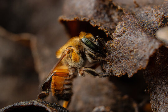 Macro of native stingless bees (Melipona eburnea) in Amazon rainforest Peru, pollinators producing medicinal honey and supporting biodiversity on World Bee Day
