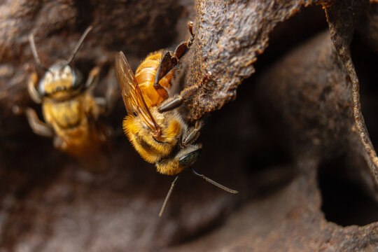 Macro of native stingless bees (Melipona eburnea) in Amazon rainforest Peru, pollinators producing medicinal honey and supporting biodiversity on World Bee Day