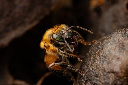 Macro photograph of native stingless bees (Melipona eburnea), pollinators of the Peruvian Amazon, concept of conservation and biodiversity of the melipona bee in the rainforest, for World Bee Day