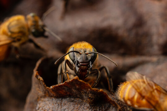 Macro photograph of native stingless bees (Melipona eburnea), pollinators of the Peruvian Amazon, concept of conservation and biodiversity of the melipona bee in the rainforest, for World Bee Day