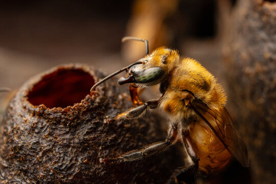 Macro photograph of native stingless bees (Melipona eburnea), pollinators of the Peruvian Amazon, concept of conservation and biodiversity of the melipona bee in the rainforest, for World Bee Day