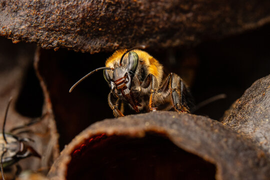 Macro photograph of native stingless bees (Melipona eburnea), pollinators of the Peruvian Amazon, concept of conservation and biodiversity of the melipona bee in the rainforest, for World Bee Day