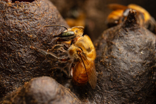 Macro photograph of native stingless bees (Melipona eburnea), pollinators of the Peruvian Amazon, concept of conservation and biodiversity of the melipona bee in the rainforest, for World Bee Day