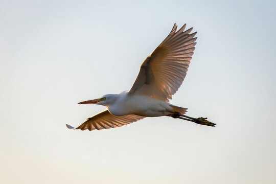 White cattle egret bird in mid-flight against a pale sky. Its wings are spread wide, feathers catching the light. The egret has a long beak and sharp eyes.