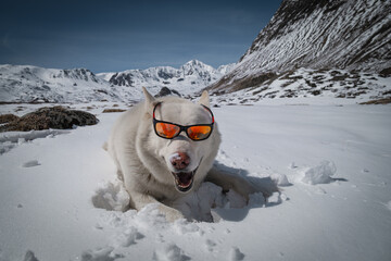 Funny white dog wearing sunglasses lying in the snow against a background of mountains. Happy pet enjoying winter vacation and sunshine in the highlands. © ANDREY