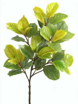 fiddle leaf fig branch with vibrant green leaves extending diagonally across frame isolated on white background with copy space for design and botanical projects fiddle leaf fig, diagonal branch, 