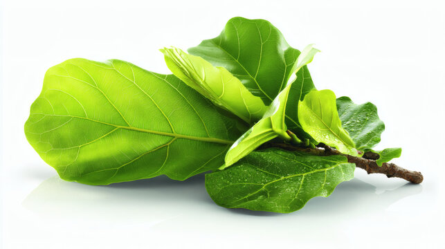 leaf fig botanical stock photo featuring branch with fresh green leaves isolated on white background emphasizing natural foliage detail and organic plant elements for decor fiddle leaf fig, 