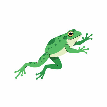 Green Frog Amphibian Animal Illustration.