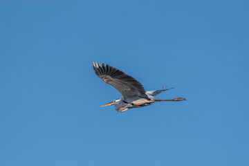 Obraz premium Great Blue Heron Flying Across Blue Sky in Orlando Florida