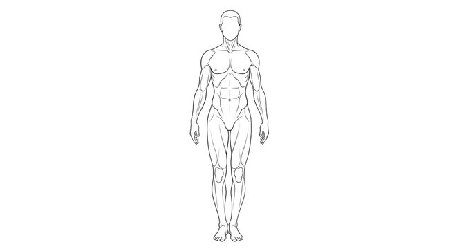 Human full body anatomy line drawing illustration.