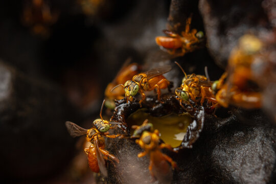 Macro photograph of small native stingless bees from the Amazon, an important species for pollinating the forests in the rainforest, for World Bee Day