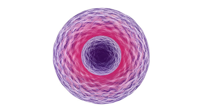 Close Up Single Cell with Nucleus and Membrane.