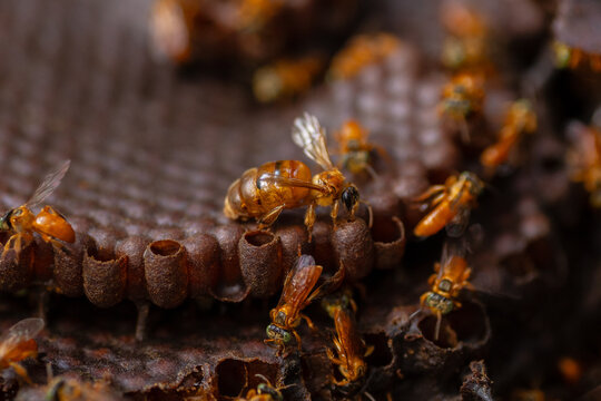 Macro photograph of small native stingless bees from the Amazon, an important species for pollinating the forests in the rainforest, for World Bee Day