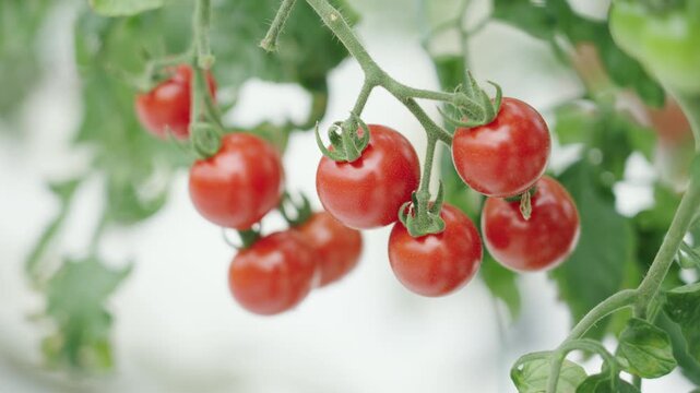 ミニトマトのハウス栽培 Greenhouse Cultivation of Cherry Tomatoes in Japan