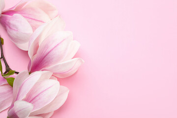 Beautiful blossoms of magnolia tree on light pink background, flat lay. Space for text © New Africa