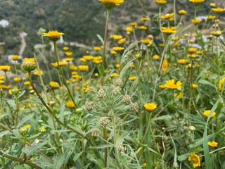 Obraz premium field of dandelions