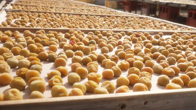 「紀州南高梅の天日干し」和歌山県みなべ町 Sun-Drying Kishu Nanko Ume Plums in Minabe Town, Wakayama, Japan