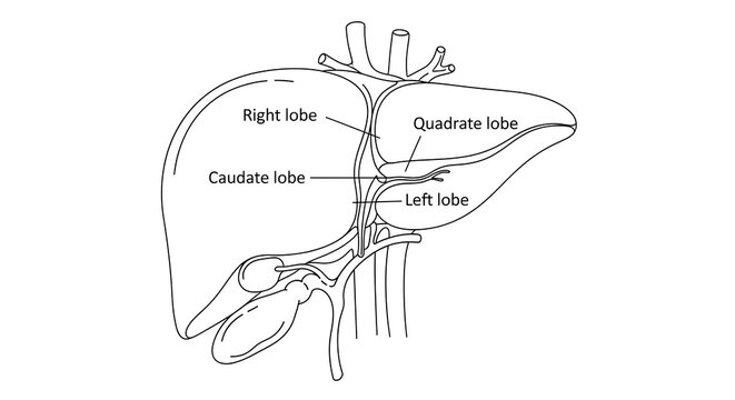 Liver anatomy diagram human body.