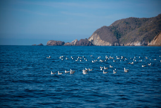 Seagulls resting on calm blue ocean waters with rocky cliffs in background, Manzanillo Mexico
