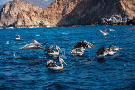 Brown pelicans diving and fishing in the Pacific Ocean near rocky cliffs, Manzanillo Mexico