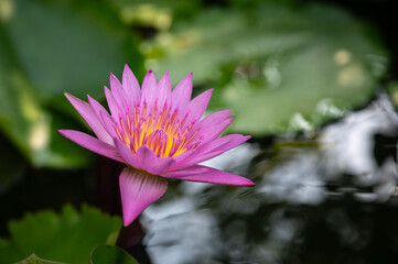 A pink lotus flower blooming in a pond. Lotus are aquatic perennials producing prized flowers rise above water.  © boyloso