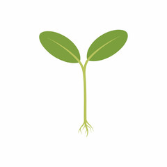 Obraz premium Green plant sprout with leaves growing.