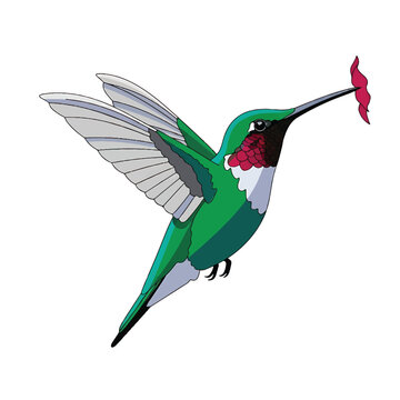 Green Hummingbird with Red Throat Patch.