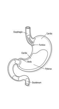 Human stomach anatomy labeled diagram.