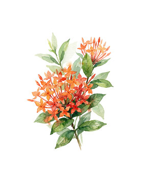 Orange Ixora Flower Watercolor Botanical Illustration