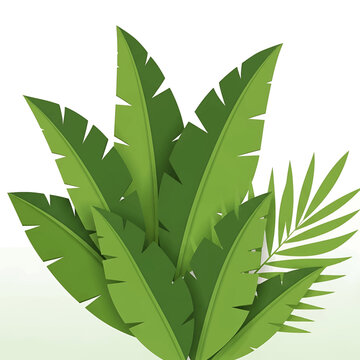 Green leaves of a palm tree.