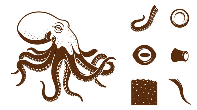 Octopus Vector Illustration Showcasing Detailed Anatomical Icons For Tentacle Suckers Eye Siphon Head Shape And Skin Texture On White Background