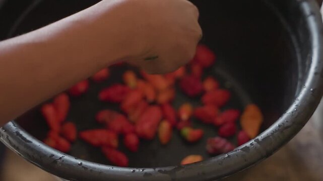 Vendor sorting red chilies in basin, lively market hands pick and display small peppers for sale, quick rhythmic motions, tactile inspection and arrangement highlight commercial trade and fresh