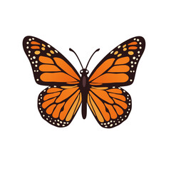 Fototapeta premium Colorful butterfly cartoon vector illustration isolated on white background. Cute flying insect with detailed wings perfect for kids design, nature theme, education and decorative use