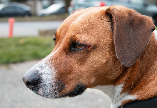 Dog with injury near eye. Dog sitting on sidewalk with fresh wound, scrape or minor scab on dog. Likely a branch or rough housing. Pet first aid and wound care concept. Harrier mix. Selective focus.